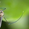 Serangan Spesies Nyamuk Asia di Afrika Timur Berpotensi Memicu Lonjakan Kasus Malaria