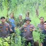 5 Hektar Ladang Ganja di Aceh Utara Terungkap Usai Penangkapan 2 Pelaku