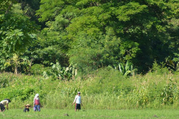 Sawah di Flores, NTT.