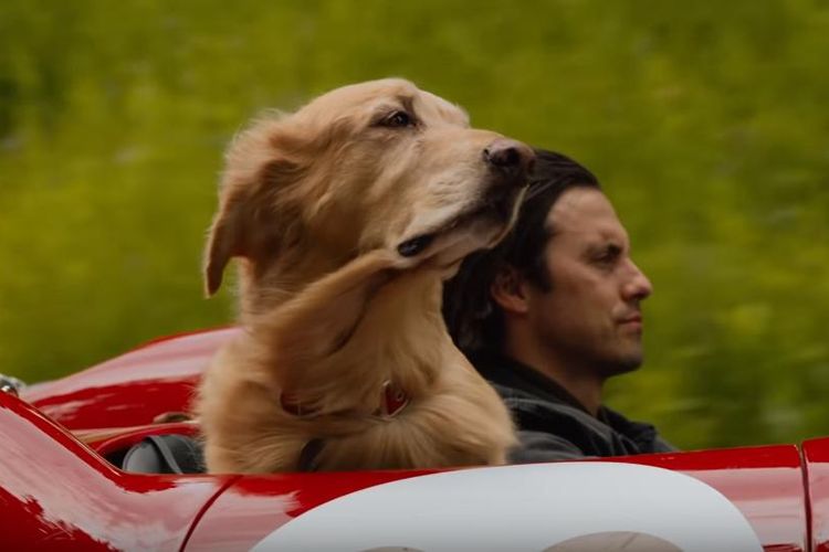 Denny Swift dan anjingnya, Enzo, dalam adegan The Art of Racing in the Rain