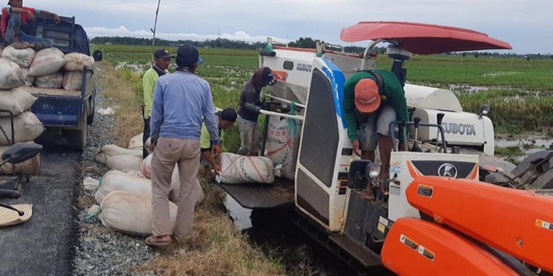 Duh! 250 Hektar Sawah di Kawasan Food Estate Pulang Pisau Siap Panen Raya