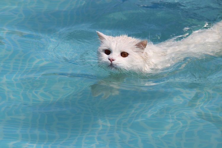Ilustrasi kucing berenang.