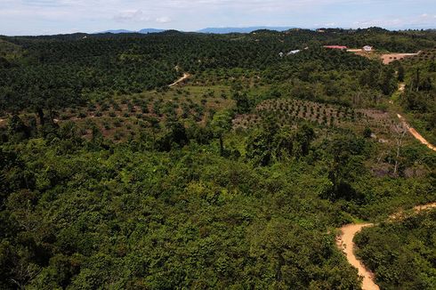 Kelapa Sawit Dituding Jadi Perusak Hutan, Ini Respon Pemerintah