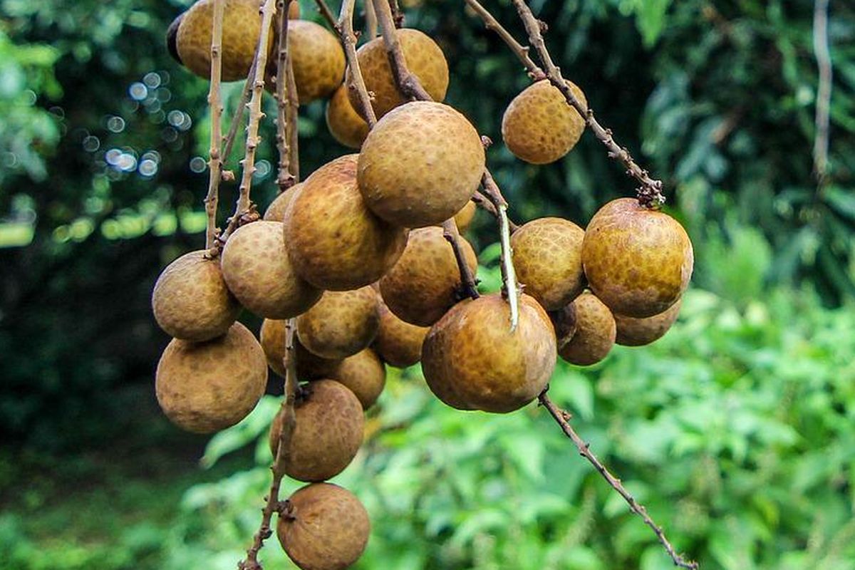 Ilustrasi kelengkeng, buah kelengkeng. 