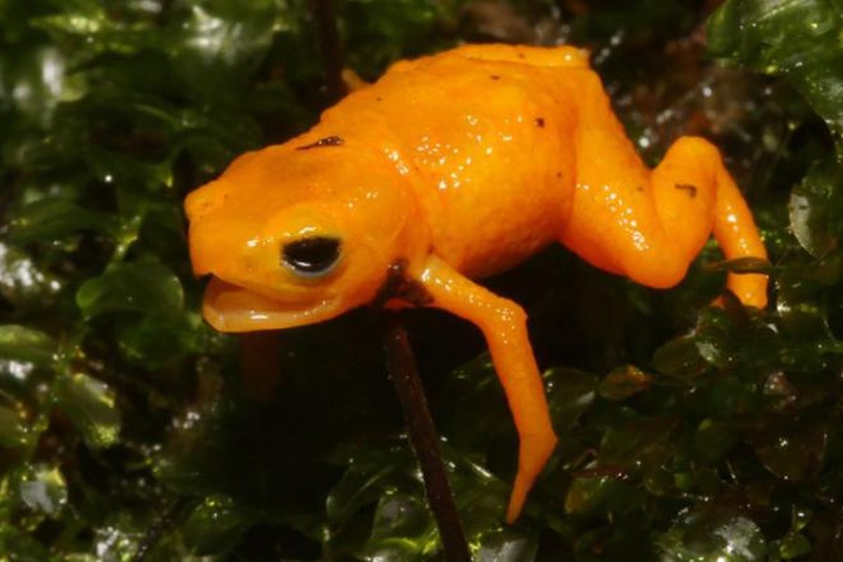 Spesies baru katak labu yang dinamai Brachycephalus rotenbergae. Amfibi berwarna terang ukurannya kurang dari satu inci, beracun, dan berpendar di bawah sinar UV.