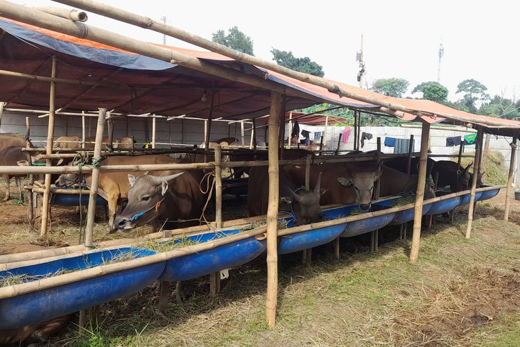 Sapi kurban di Tangerang Selatan.