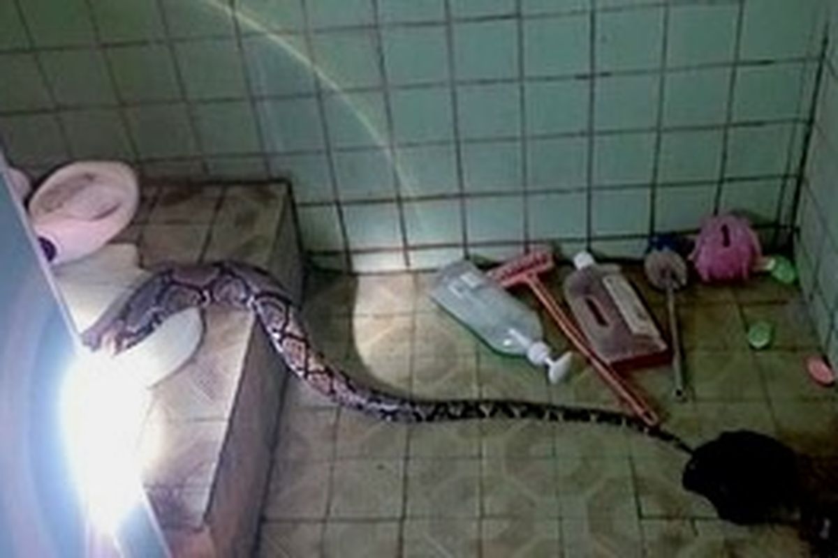 Seekor ular sanca sepanjang 4 meter muncul di toilet rumah warga di Jalan Palmerah Barat, Gang Along, Palmerah, Jakarta Barat, pada Senin (1/8/2022).