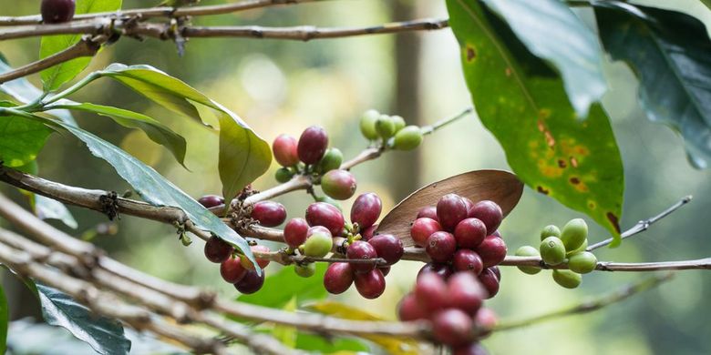 Sebutkan penyebaran tanaman kopi di indonesia