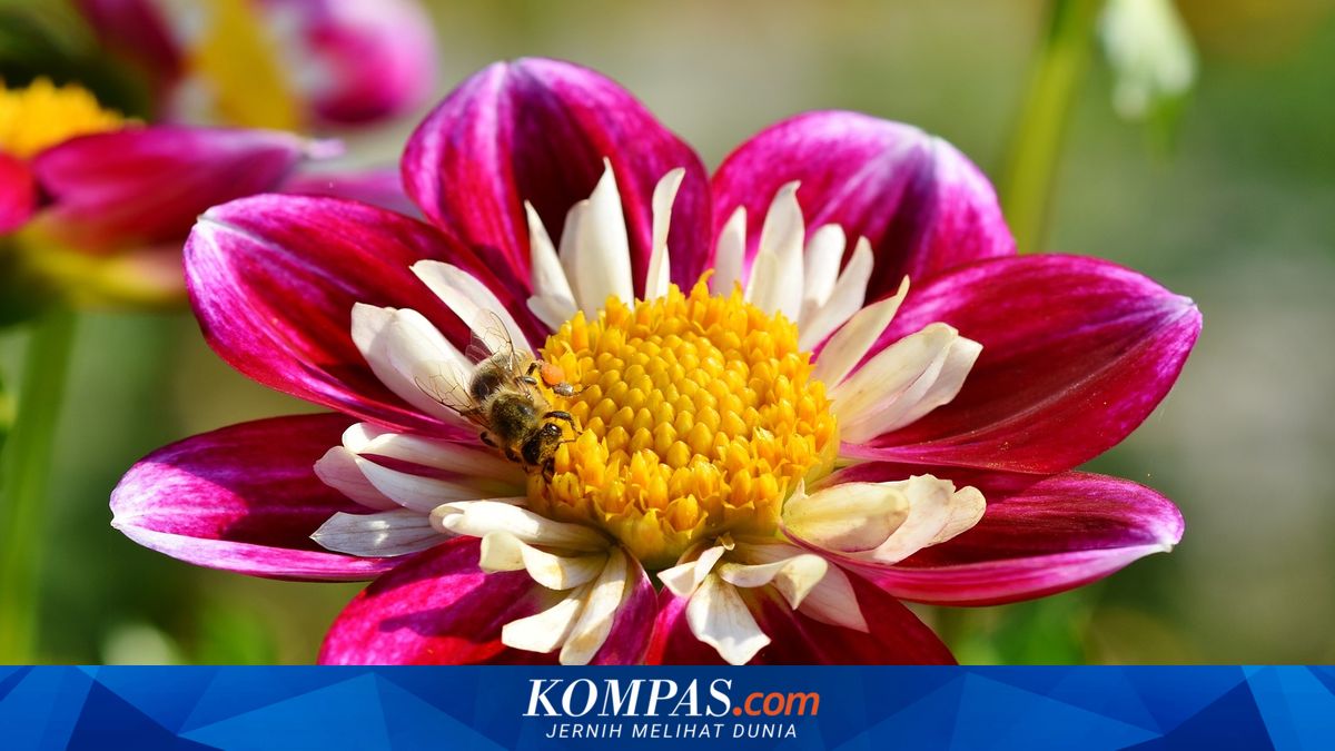 8 Bunga yang Tidak Mudah Mati, Cocok untuk Pemula