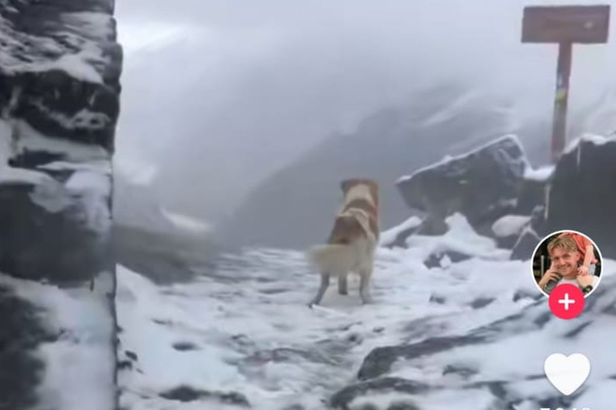 Seekor anjing membantu pemandu yang tersesat di pegunungan Peru