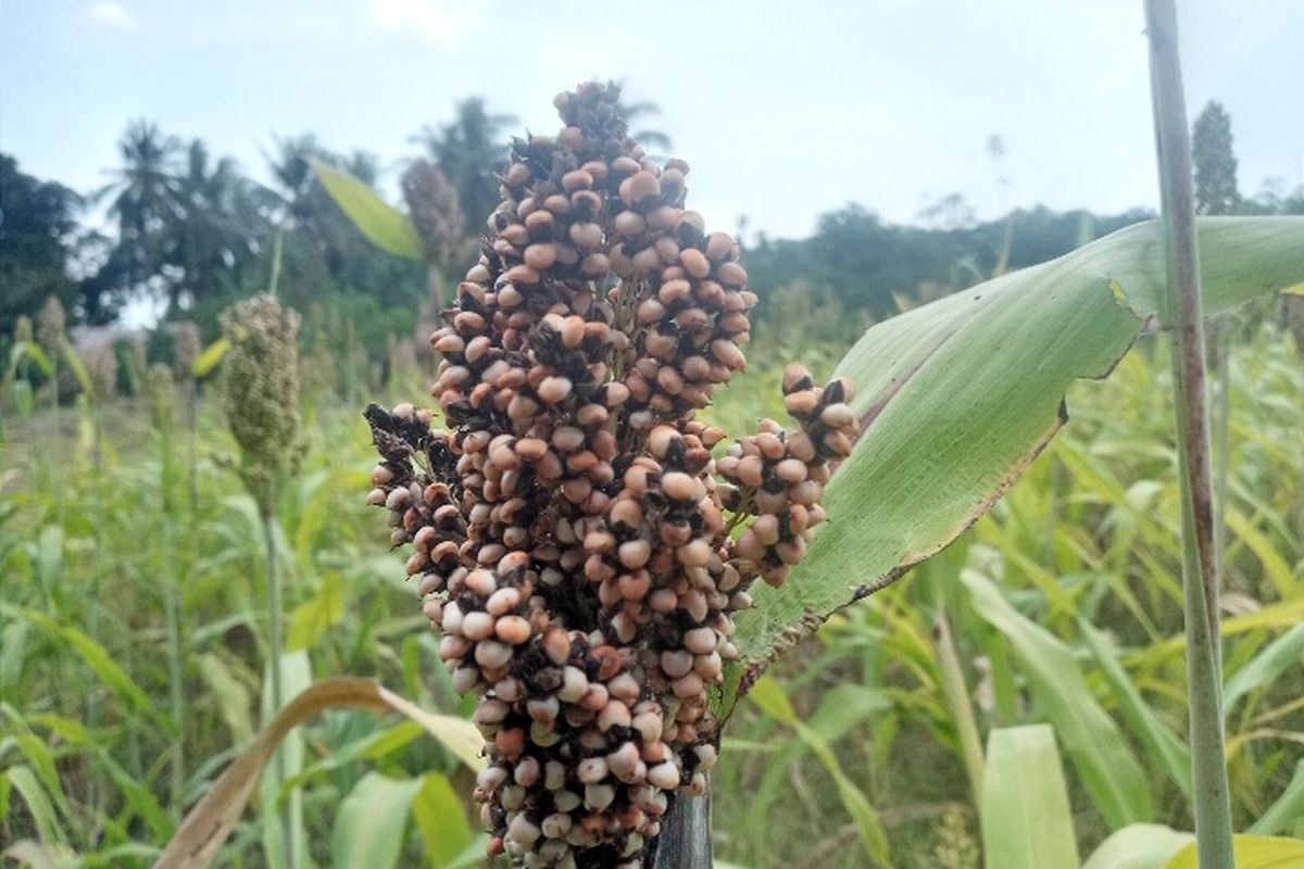 Foto: Sorgum ditanam di lahan milik Maria Loreta di Desa Pajinian, Kecamatan Adonara Barat, Kabupaten Flores Timur.