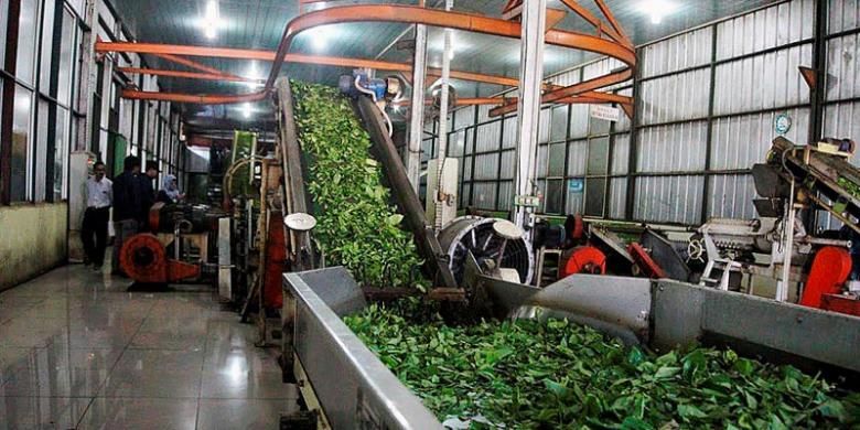 Salah satu proses dari pucuk daun teh menjadi teh siap seduh di pabrik teh Kayu Aro, Jambi.