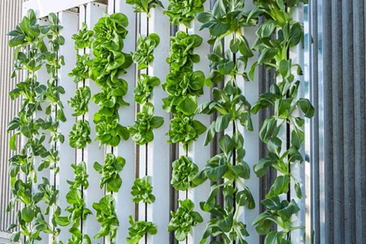 Contoh budidaya tanaman vertikultur