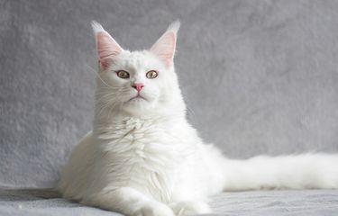 ras kucing Maine Coon.