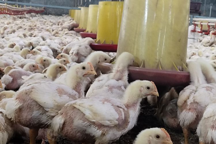 Dampak Pemadaman Listrik, Peternak di Deli Serdang Merugi hingga Ratusan Juta Rupiah