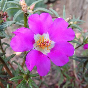 Ilustrasi bunga portulaca atau moss rose. 