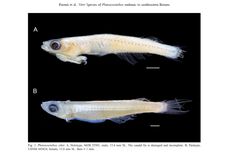 Mengenal Spesies Ikan Baru di Pegunungan Meratus, Punya Penis di Bawah Kepala