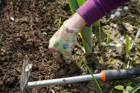 Cara Menggunakan Cuka untuk Membunuh Rumput Liar