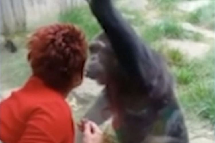 Tangkap layarm Adie Timmermans yang telah mengunjungi Chita (simpanse jantan berusia 38 tahun), setiap minggu selama empat tahun. 