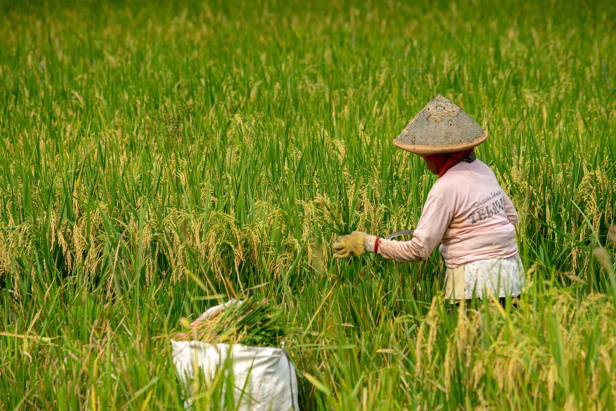 Petani memanen padi di Minggir, Sleman, D.I Yogyakarta, Kamis (25/4/2024). Badan Pusat Statistik (BPS) Daerah Istimewa Yogyakarta memprediksi produksi padi di DIY pada periode Januari-April 2024 menurun dibanding tahun 2023 dari 292,98 ribu ton menjadi sekitar 244,03 ribu ton yaitu turun 48,95 ribu ton atau 16,71 persen akibat masa panen yang mundur dampak El-Nino.
