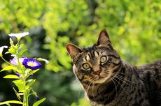 Jangan Khawatir, Kucing Bisa Pulang Setelah Hilang Bertahun-tahun