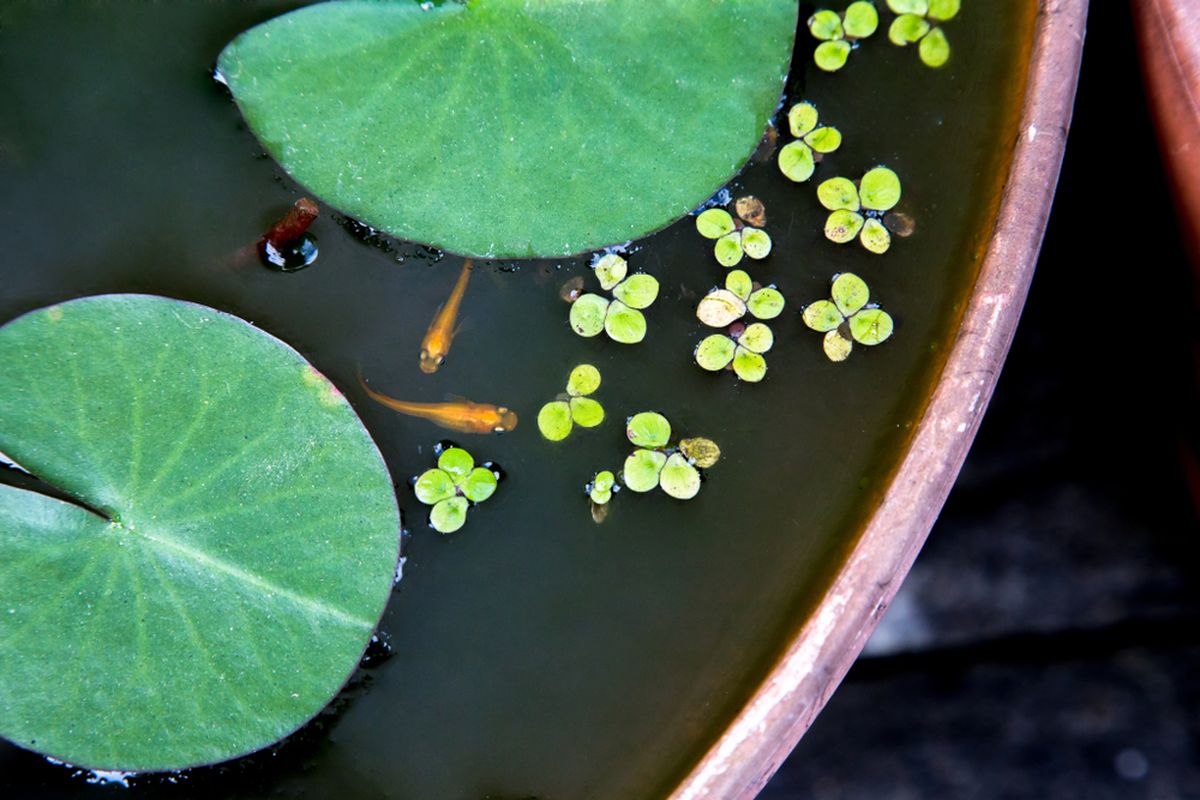 Pemanfaatan wadah bekas sebagai kolam ikan di teras rumah minimalis