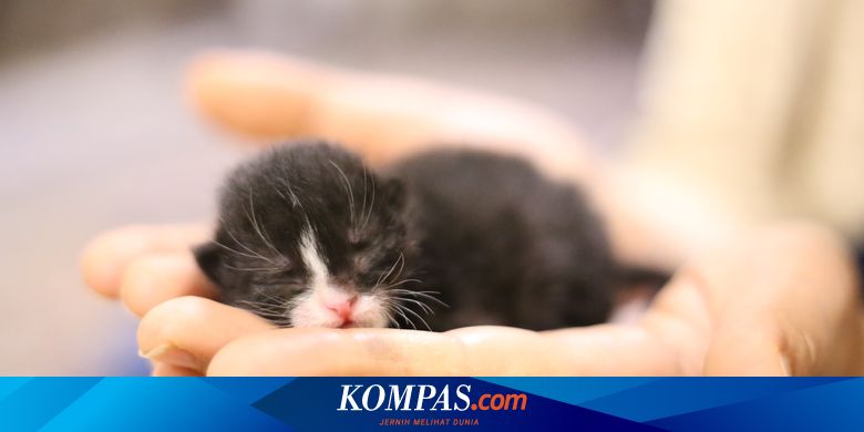 Apa Saja yang Perlu Dipersiapkan saat Mengadopsi Anak Kucing? - Vimarsana News