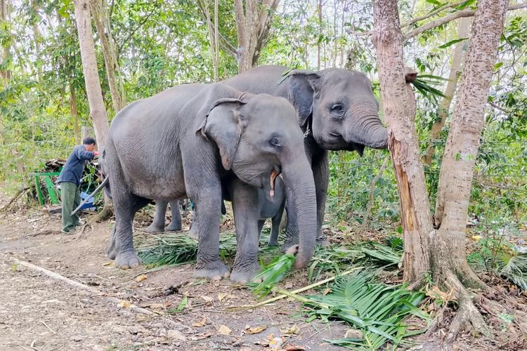 Karhutla TN Way Kambas Padam, Kemenhut Pastikan Tak Ada Gajah Terdampak