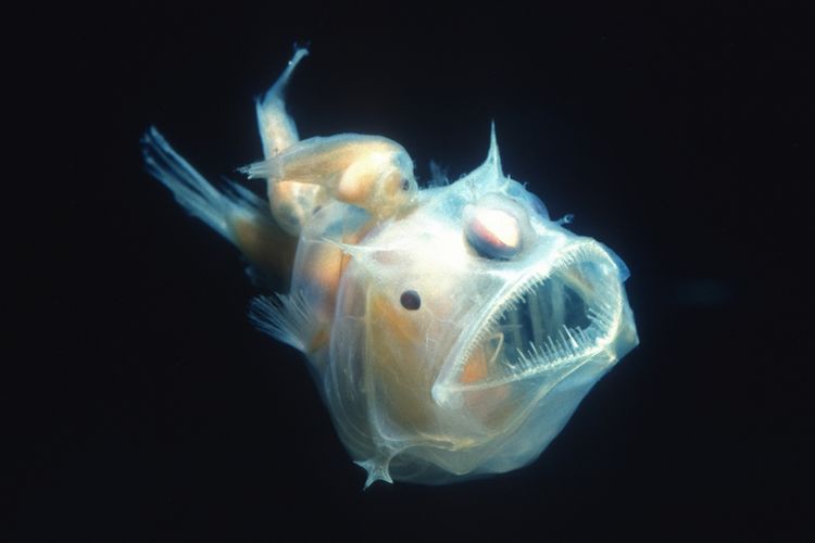 Anglerfish (Edridolychnus schmidti) adalah salah satu ikan laut dalam dengan penampakan fisik menyeramkan.