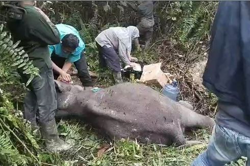 Anak Gajah Berusia 2 Tahun Mati di Riau, Berawal dari Luka Kena Jerat