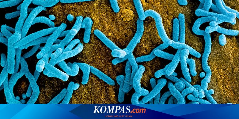 Gejala Virus Marburg, Demam Tinggi hingga Pendarahan - Vimarsana News