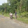 Berkendara Saat Angin Kencang, Seorang Pengendara Pingsan Tertimpa Pohon Roboh