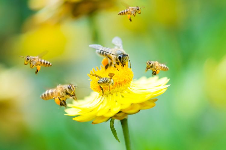 Ilustrasi sekumpulan lebah hinggap di sebuah bunga. Lembah gurun di antara perbatasan Arizona dan Meksiko menjadi rumah bagi 500 spesies lebah.