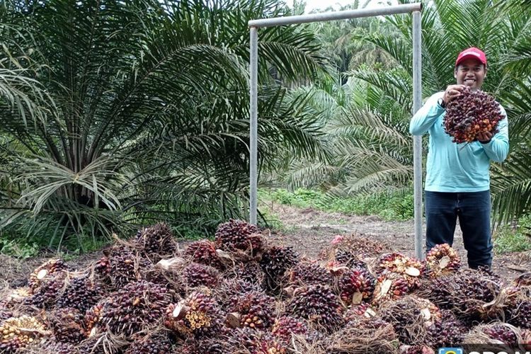 Ketua Gapoktan Manunggal Sakti Siak Budi Santoso