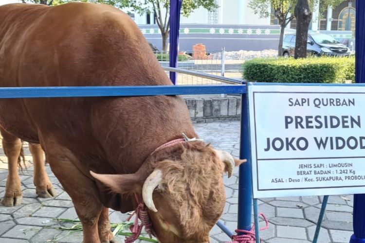 Sapi kurban jenis Limousin milik Presiden Jokowi sampai di halaman Masjid Nasional Al-Akbar Surabaya Minggu (18/7/2021) sore.