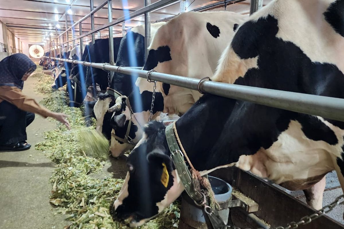 Evi Zaenal Abidin, seorang perempuan peternak sapi yang mendatangkan dan membudidayakan sapi Australia dengan melakukan intervensi suhu pada kandang yang bersuhu dingin, Selasa (07/10/2025). 