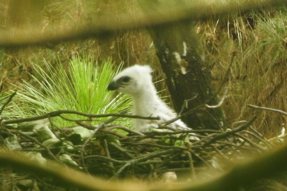 Petugas Balai Taman Nasional Gunung Ciremai mengabadikan temuan seekor anakan Elang Jawa (Nisaetus bartelsi) di Kawasan Balai Taman Nasional Gunung Ciremai (BTNGC), Kabupaten Majalengka, Jawa Barat, yang baru menetas sekitar satu pekan, pada Senin (30/5/2022). Jumlah populasi Elang Jawa yang merupakan satwa dilindungi ini terus bertambah.