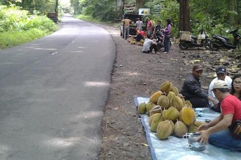 Gara-gara Musim Hujan, Durian Kumbo Karno Pun Hilang..