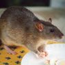  Jangan Diracun, 5 Bahan Alami Ini Ampuh Usir Tikus 