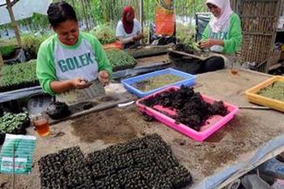 Penjual bibit tanaman dan sayuran menyiapkan dagangannya untuk dijual ke petani di Kecamatan Dukun, Kabupaten Magelang, Jawa Tengah, Senin (3/5/2010). Dengan rata-rata dijual Rp 2000 per 25 batang bibit tanaman, keberadaan penjual bibit tersebut cukup membantu petani menghemat waktu tanam. 