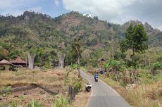 Monyet Turun ke Permukiman Warga Magelang, Jarah Hasil Pertanian