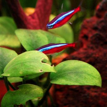 Ilustrasi ikan neon tetra jenis Cardinal Tetra.