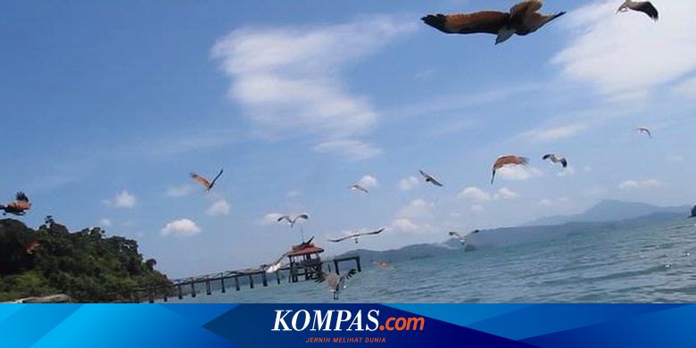 Sensasi Memberi Makan Burung Elang Halaman All Kompas Com