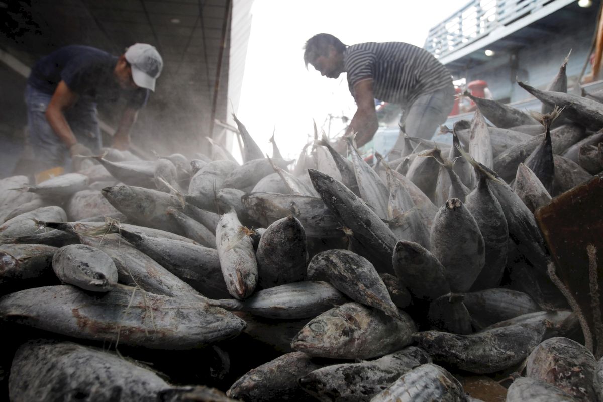 Para pekerja membongkar muatan ikan tongkol hasil tangkapan nelayan di Pelabuhan Perikanan Nizam Zachman, Muara Baru, Jakarta, Jumat (29/6/2018). Selain untuk memenuhi permintaan pasar lokal, hasil Tangkapan Ikan Tongkol dengan ukuran dan kualitas tertentu juga banyak memenuhi permintaan pasar ekspor. Untuk tingkat nelayan harga pasar ekspor Ikan tongkol mencapai Rp 20.000 per kilogram, sedangkan pasar lokal rata-rata Rp 16.000 per kilogram.