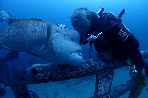 Kisah Persahabatan Penyelam dan Ikan Berwajah Mirip Manusia Selama 30 Tahun