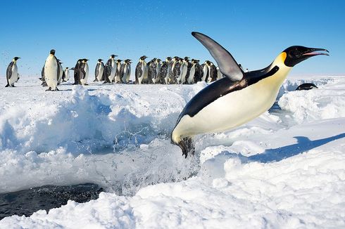 Studi Ungkap Kemampuan Terbang Penguin Hilang 60 Juta Tahun Lalu