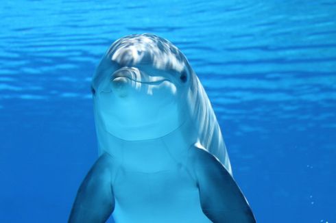 Benarkah Lumba-lumba Hewan Cerdas? Siswa, Ini Lho Penjelasannya