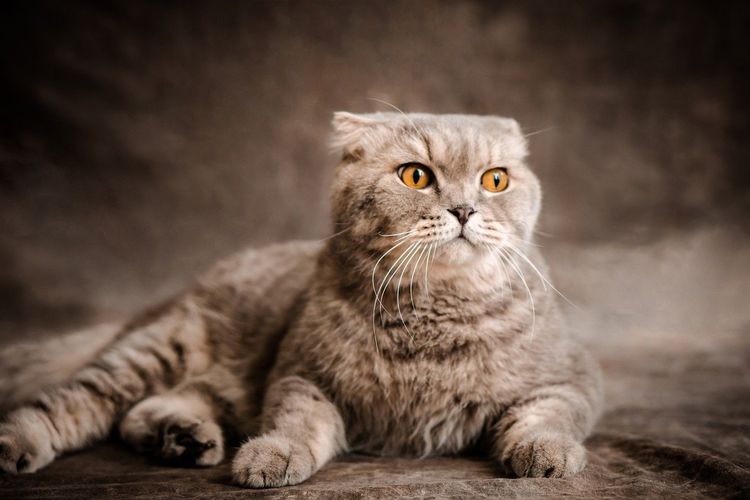 Betulkah Kucing Dapat Melihat Hantu? Ini Kata Dokter Hewan dan Pakar Perilaku