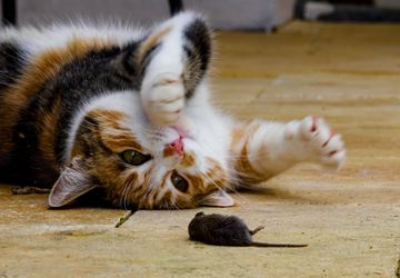 Mengapa Kucing Suka Menghadiahkan Hewan Mati untuk Pemiliknya?