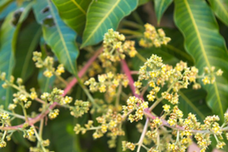 Ilustrasi bunga pohon mangga